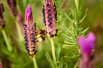 Bee busy collecting nectar from a lavender flower