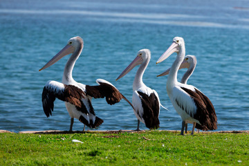 Pelicans near an ocean inlet.
