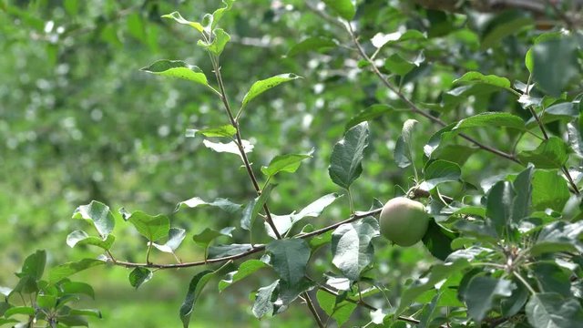 An apple orchards in Chungcheongbuk-do Province, Korea. Although they do not matured yet, farmers are waiting autumn season to sell their agricultural products.