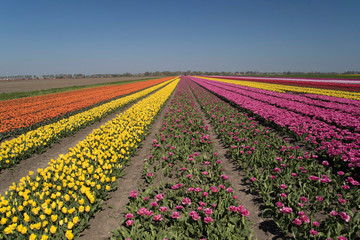 Beautifully colored tulip landscape with rows of tulips up to the horizon with a cloudless sky