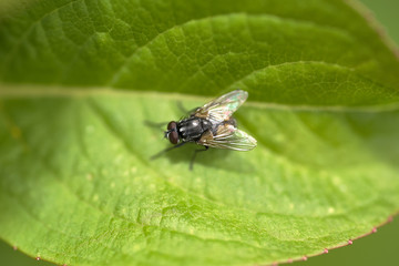 Fototapeta premium Insetti e api