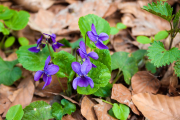 Viola odorata growing in spring forest