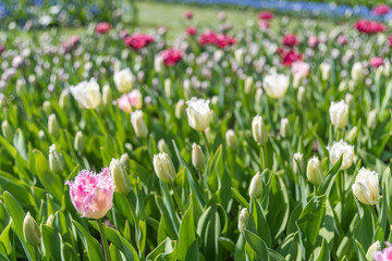 Tulipes Keukenhof