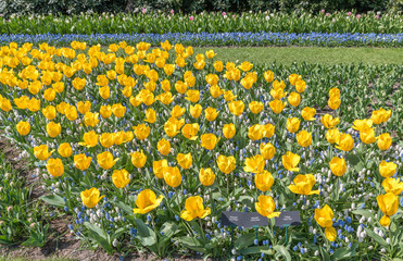 Tulipes Keukenhof