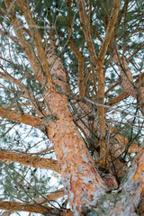 The trunk of pine tree in the forest looking up to the crown and sky