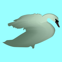 Bird vector, swan vector illustration