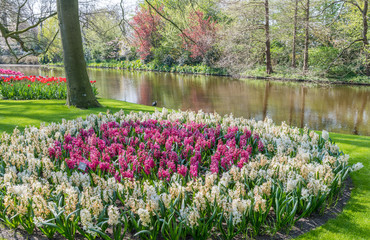 Fototapeta premium Tulipes Keukenhof
