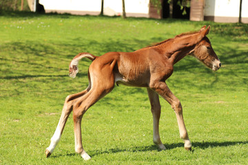Naklejka na ściany i meble One day old purebred chestnut foal playing first time in the green