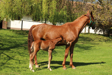 Fototapeta premium One day old purebred chestnut foal playing first time with her mother in the green