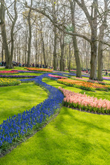 Tulipes Keukenhof