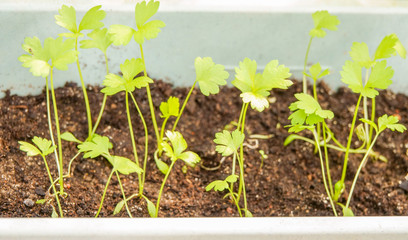 celery leaf sprouts in plastic container indoor