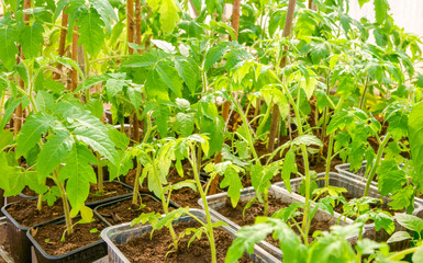 Green young tomato plants growing in plastic container indoors