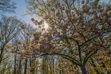 Tulipes Keukenhof