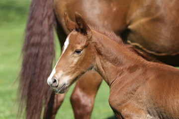 Fototapeta premium One day old purebred chestnut foal playing first time with her mother in the green
