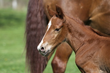 Fototapeta premium One day old purebred chestnut foal playing first time with her mother in the green