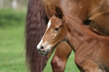 Naklejka na ściany i meble One day old purebred chestnut foal playing first time with her mother in the green