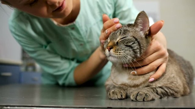 Closeup of veterinarian woman petting cat at clinic visit