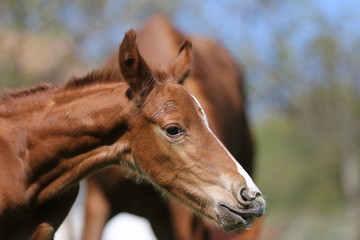 Naklejka premium Closeup photo of a on day old newborn gidran colt at rural animal farm