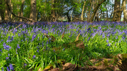 Blue Bell Woods