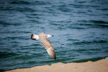 seagull in flight, seagull on the background of the sea and waves