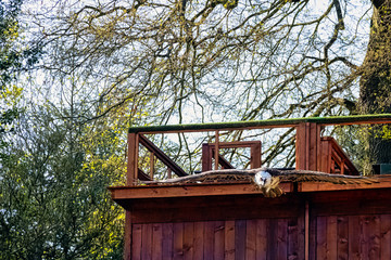 Flying bearded vulture (Gypaetus barbatus), also known as the lammergeier vulture (or lammergeyer) or ossifrage
