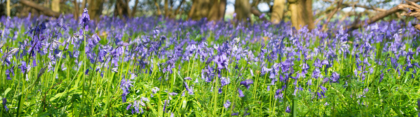 Obraz premium Blue Bell Woods
