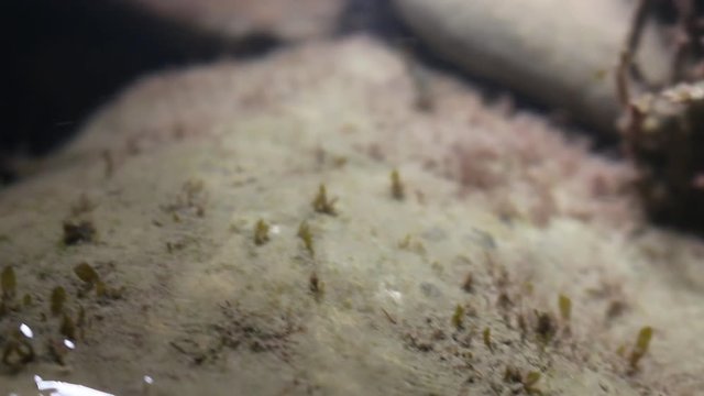 Shrimp feed on algae on the rocks. Palaemon elegans most likely. Night snapshot