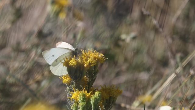 white Pieris butterfly feeds on nectar on a yellow flower. The green-veined white (Pieris napi)