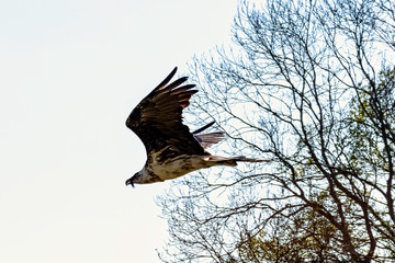 Flying bearded vulture (Gypaetus barbatus), also known as the lammergeier vulture (or lammergeyer) or ossifrage