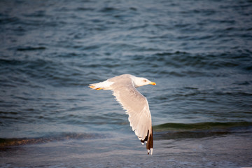 Fototapeta na wymiar seagull in flight, seagull on the background of the sea and waves