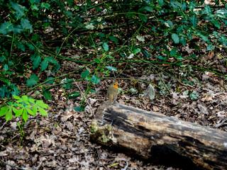 Fototapeta premium OLYMPUS DIGITAL CAMERA