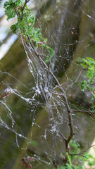 Cankerwork larva silk covering woodland trees