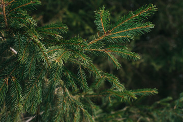 thick fir branches in the forest