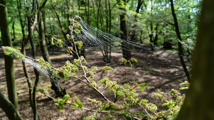 Cankerwork larva silk covering woodland trees