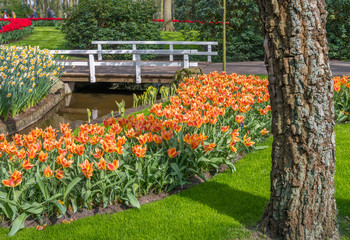 Tulipes Keukenhof