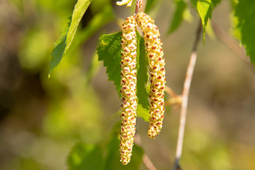 Birkenblüte