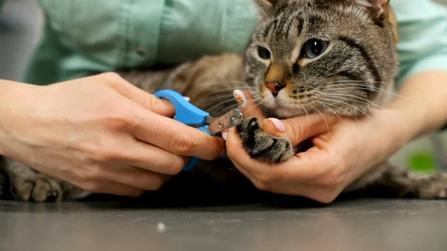 Closeup of veterinarian woman holding cat's paws and clipping nails