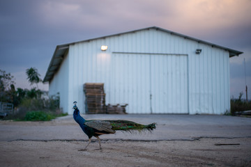 A peacock on a rural kibbutz farm in northern Israel