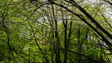 Cankerwork larva silk covering woodland trees, green caterpillars in webbing