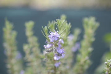 Rosmarino's flowers