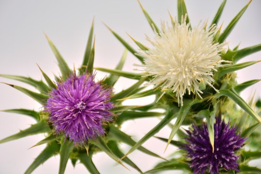 Cardos borriqueros de color blanco y morado sobre fondo blanco