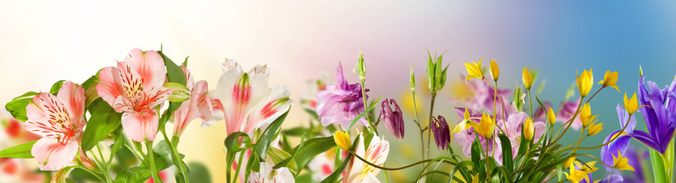 Image of beautiful flowers in the garden closeup