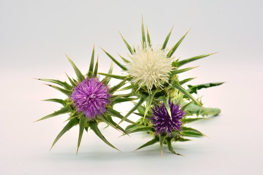 Cardos borriqueros de color blanco y morado sobre fondo blanco