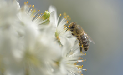 Biene an einer Sauerkirschen Blüte