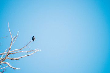 ravens on the branches of dry wood. Blue sky on background