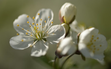 Blüte einer Sauerkirsche