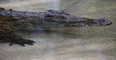 Juvenile Nile crocodile in shallow water
