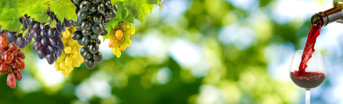 image of grapes and glasses with wine on a green background