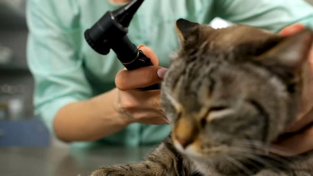 Closeup of veterinarian woman examining cat's ears with otoscope in clinic