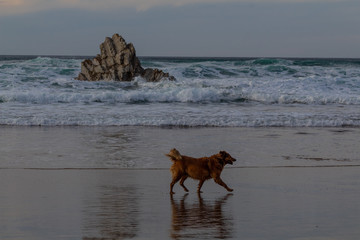 dogs on the beach of Atxabiribil in Sopelana